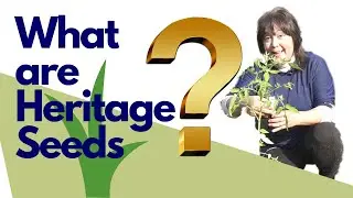What Are Heritage Seeds & Why Are They Important #heritageseeds