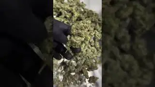 C R E A M&rsquo;n on this fresh frozen to live dried cannabis! All Cryo-Trim&reg; & Crop-to-Cure&reg;