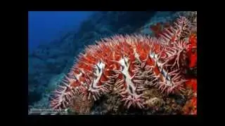 Save the Great Barrier Reef