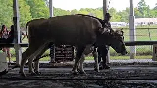 Ox Pull Farmington Fair 