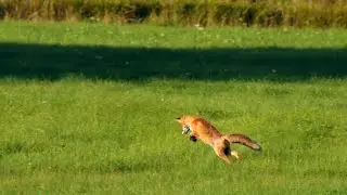 Red fox in action &ndash; Successful vole hunt