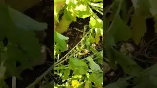 Massive turnips growth in dads test plot, Antlerking honey hole/ #turnips #foodplot #2023 #new #wow
