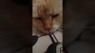 Internet famous cat🐱