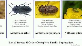 List of Insects of Order Coleoptera Family Buprestidae. castiarina agrilus acmaeodera anthaxia ash