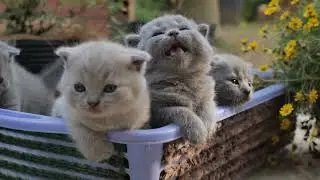 mini cat