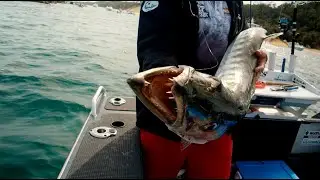 MONSTER Barracuda ATTACKS Our Fish! (Epic Live Bait Wreck Fishing)