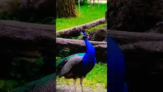 peacock sound🦃