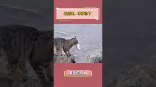 分点呗，求求你了 #狸花猫 #万万没想到 #动物 #搞笑