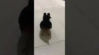 Shama bird Singapore tame handfly