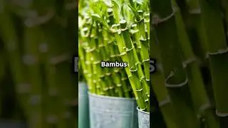 Bambus: Die Wunderpflanze, die alles kann!