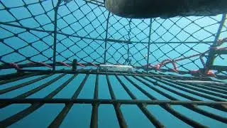 GoPro lobster trap 39.1 S /143.5 E