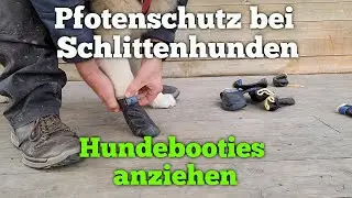 Pfotenschutz beim Schlittenhund - Hundebooties anziehen