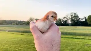 The Loneliest Little Chick
