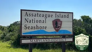 Travelr Life - Wild Horses of Assateague Island: A Scenic Drive on HWY 611 🐎