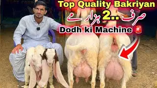 Muneer Goat Farm Top Quality 5 Bacho wali & Dodh Wale Gulabi Bakriyan & Pateri Bakriyan  