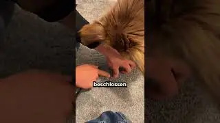 Der Hund fand etwas 😳