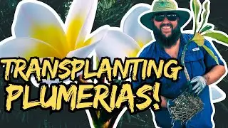 Transplanting 1 Year Old Plumerias That We Started From Seed!