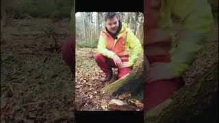 Pilz mit Verwechslungsgefahr