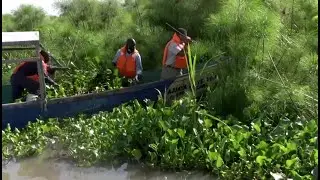 Kenyan Turns Water Hyacinth Weed into Cooking Fuel - @Reuters