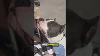 Dogs: Smell VS&nbsp;Mirror 🐶👃✨ #DogSense #SelfRecognition&nbsp;#SniffDetective