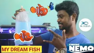 New Nemo Fish | Tamil | SK Aqua | SK Aquatic |