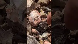 Broken Crinoid Fossil, Found In A Dry Creek Walk, Down A Dirt Road In The Woods