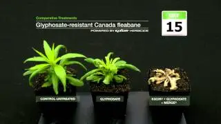 Glyphosate-Resistant Canada fleabane - Control with Kixor herbicide | BASF