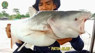 JACKPOT !!! MANCING IKAN BAUNG DI SUNGAI BESAR KALIMANTAN TENGAH