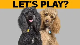 How to Socialize your Poodle?
