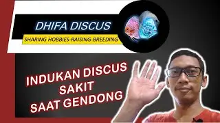 Indukan Discus Sakit Saat Gendong | Gimana Dong?