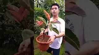 SHADING FICUS ELASTICA RUBY WITH GIANT MONEY TREE TO SUSTAIN LIFE THRU REPOTTING #gardening #ruby