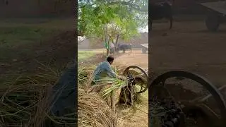 Pedsteal shuffle cutting machine operating with oxen&rsquo;s #trending #shortsfeed