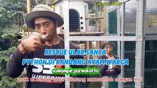 RESCUE ULAR SANCA KEMBANG DI KANDANG AYAM KETAWA #snake #python #reticulatuspython #reptil