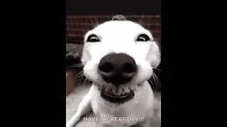 Dog smiling meme #memes