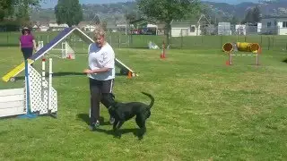 20160318 120633 Hiccup's Agility Trial
