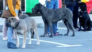 EXPOZITIE CANINA 2 NOIEMBRIE 2025 LA BRAN JUDETUL BRASOV - CANE CORSO