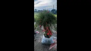 Firecracker plant🔥🔥🔥🔥🔥|Mini Garden 🏡|#shorts #shortvideo #shortvideo