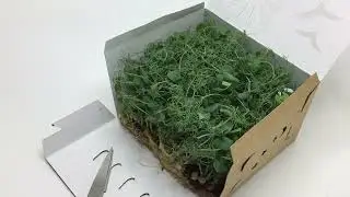 How to Package Live Microgreens in the Sustainable Produce Container