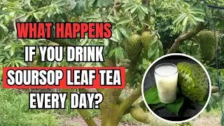 What Happens If You Drink Soursop Leaf Tea Every Day?