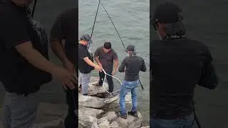 baby shark daw! sturgeon master si uncle frendly