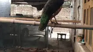 Green Jawa Peacocks (Marwat)