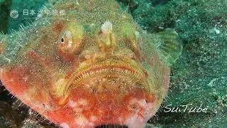 【深海生物 Deep sea creatures】美しい深海魚「ホンフサアンコウ 」