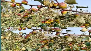 Miss India Apple Ber Fruit Plant #8617683966 (Miss India Apple Ber Farming #No-1 Apple Ber ki kheti#