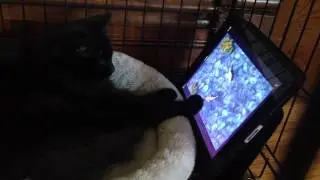 Cat Looks at iPad