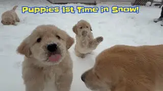 Golden Retriever Puppies React to Snow for the First Time!
