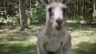 Morisset Park
