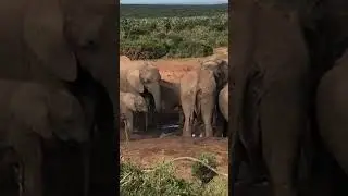 Addo Elephant Park South Africa.     #wildlife #nature #animal #elephant