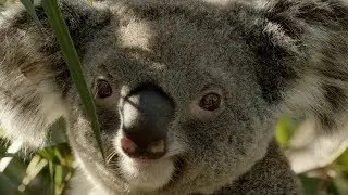 Koalas facing extinction in NSW | Magical Land Of Oz