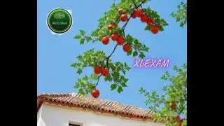 38 - Хьехам