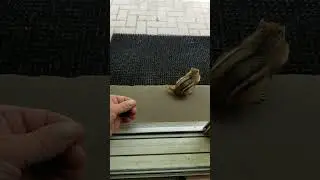CHIPPY Chipmunk Hand-feeding